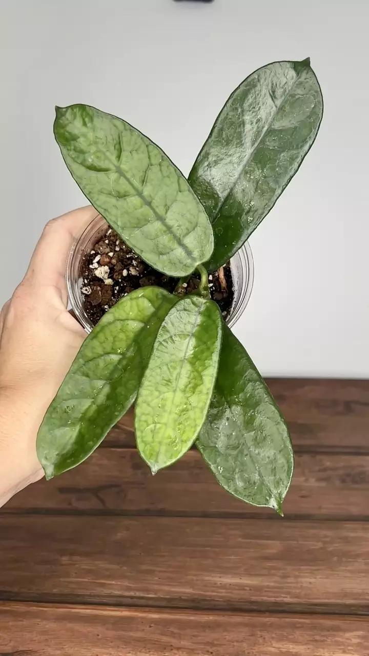 plant/Hoya motuoensis-0