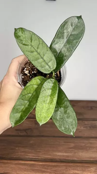 plant/Hoya motuoensis-0-thumbnail