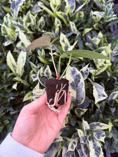 plant/Seed grown Anthurium Blue Papillilaminum x Dark Mulan Starter Growers Choice-2-thumbnail
