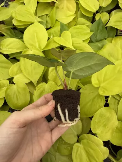 plant/Seed grown Anthurium Ace Of Spaces x Dressleri Starter Plant Growers Choice-1-thumbnail