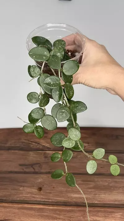 plant/Hoya Mathilde-0-thumbnail