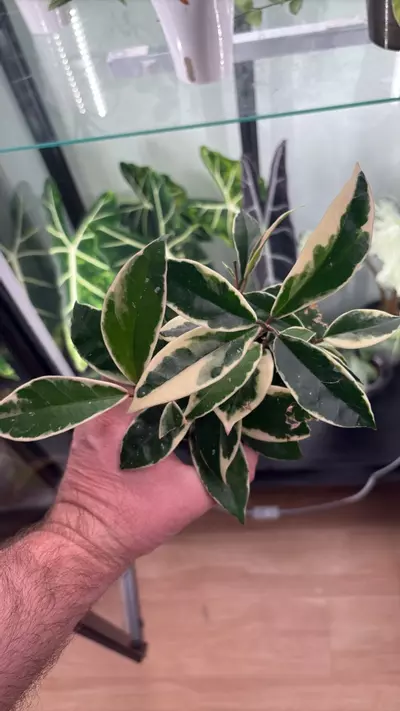 plant/Hoya Krimson Queen 0673-0-thumbnail