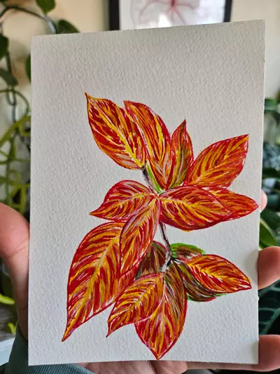 plant/Hoya sunrise watercolor 5x7 original-2-thumbnail