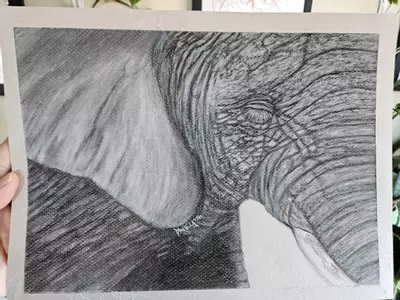 plant/Elephant in charcoal original-0-thumbnail