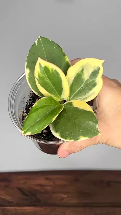 plant/Hoya ‘Para Albo’-0-thumbnail