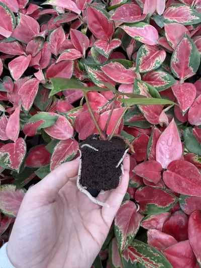plant/Seed grown Anthurium Dark Phoenix x Black Venom Starter Plant Growers Choice-2-thumbnail