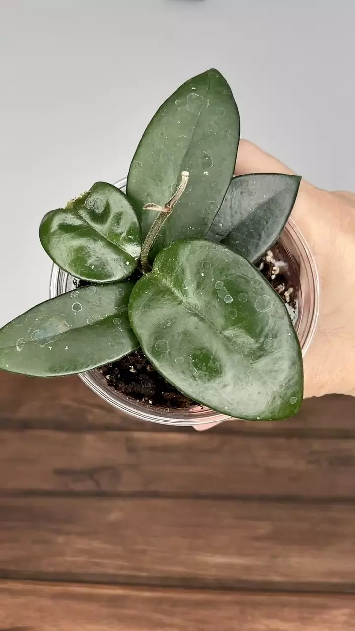 plant/Hoya SMS obovata x unk-0