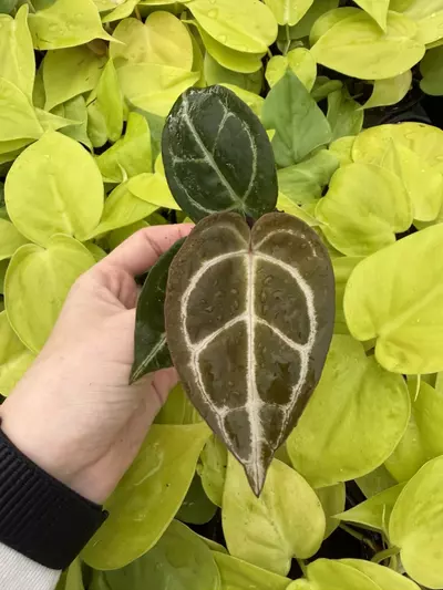 plant/Seed grown Anthurium Red Crystallinum x Carla Starter Plant Growers Choice-0-thumbnail