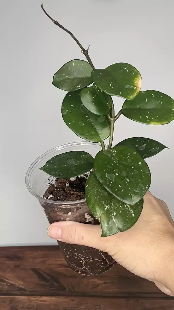 plant/Hoya Fungii x Pubicalyx RHP-0