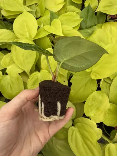 plant/Seed grown Anthurium Ace Of Spaces x Dressleri Starter Plant Growers Choice-5-thumbnail