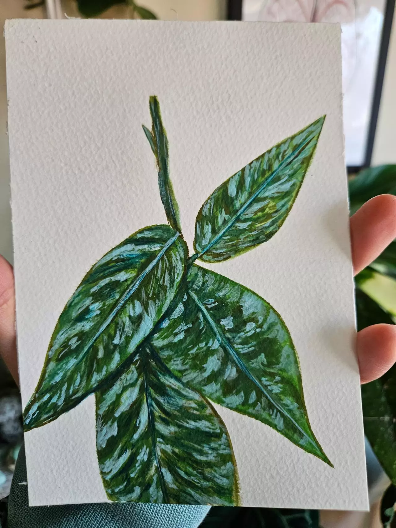 plant/Hoya aceh gayo lues watercolor 5x7-1