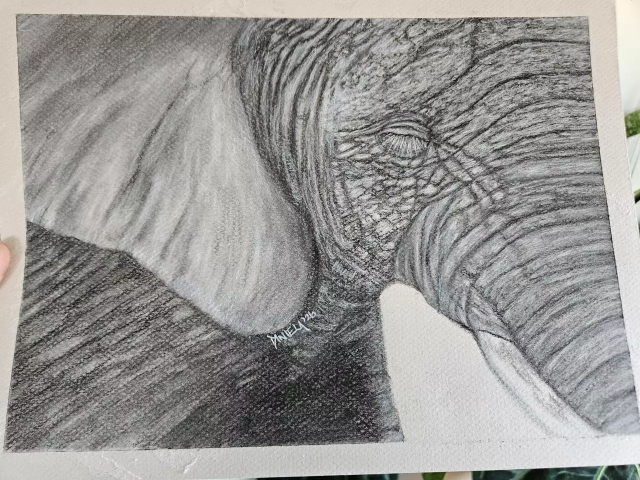 plant/Elephant in charcoal original-4