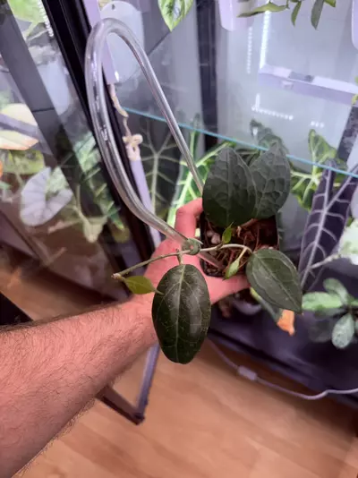 plant/Hoya Verticillata Wayang-0-thumbnail