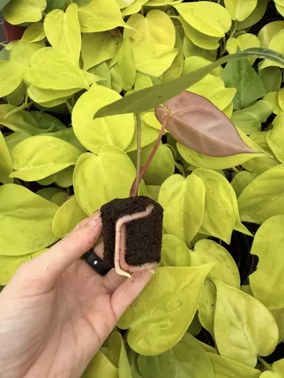 plant/Seed grown Anthurium Crystallinum Dark Form x Michelle Starter Growers Choice-3-thumbnail