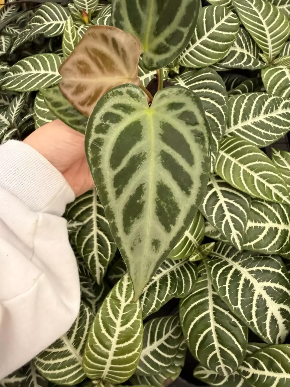 plant/Seed grown Anthurium Silver Blush x Forgetii Starter Plant Growers Choice-0