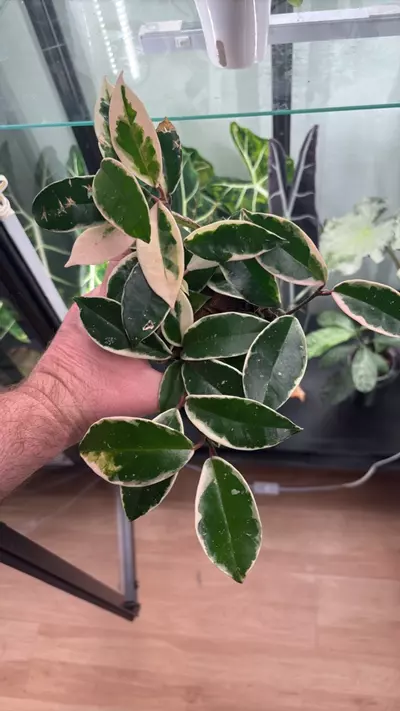 plant/Hoya Krimson Queen 1050-0-thumbnail