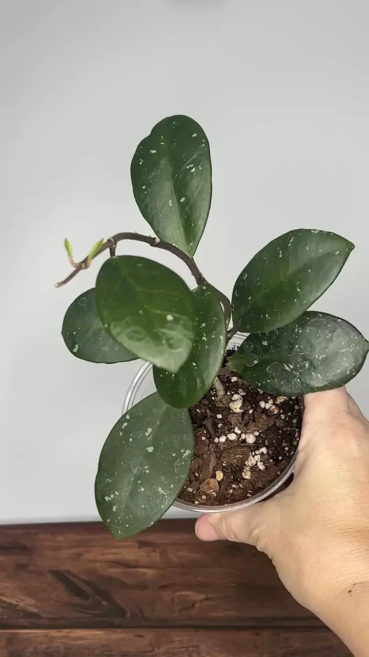 plant/Hoya Carnosa Dapple Grey-0