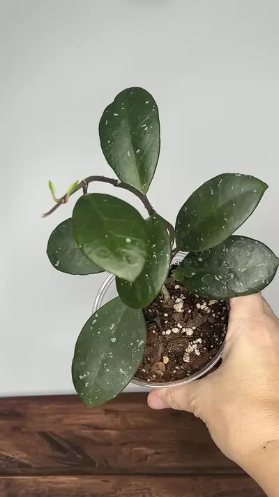 plant/Hoya Carnosa Dapple Grey-0-thumbnail