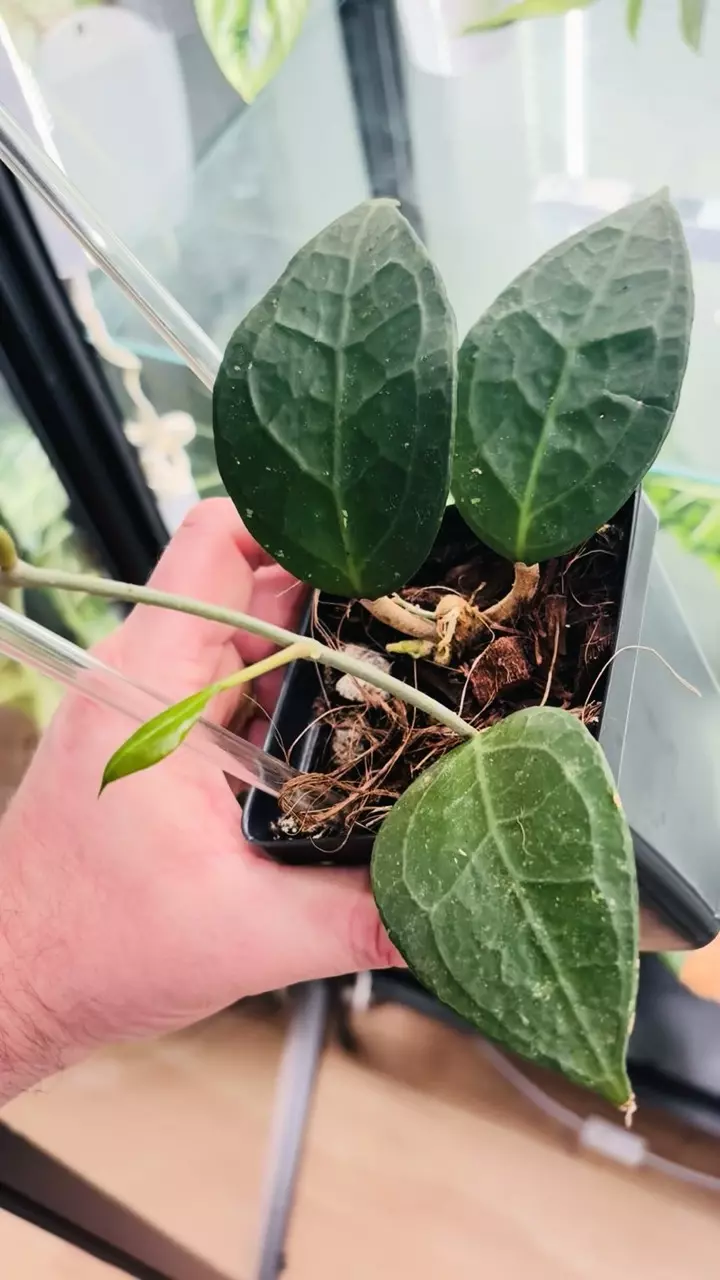 plant/Hoya Verticillata Wayang-1