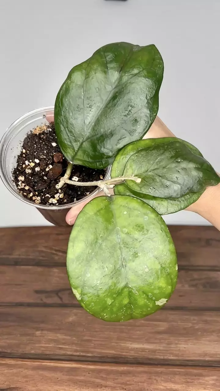plant/Hoya Ricardo-0