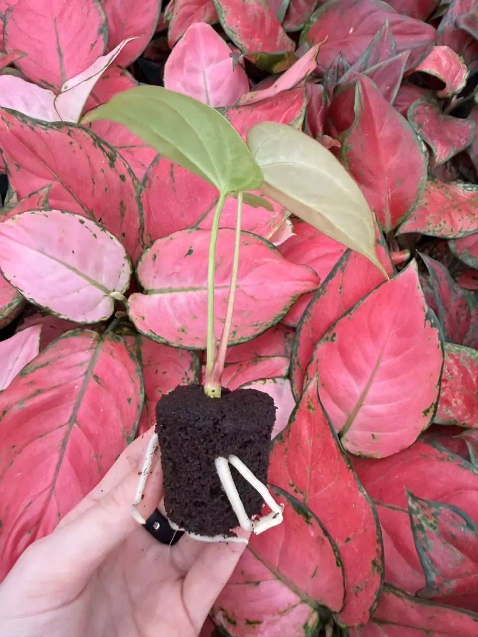 plant/Seed grown Anthurium Venom x Xone Starter Plant Growers Choice-1