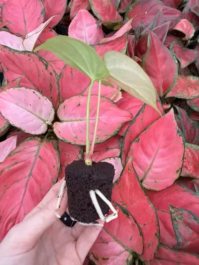 plant/Seed grown Anthurium Venom x Xone Starter Plant Growers Choice-1-thumbnail