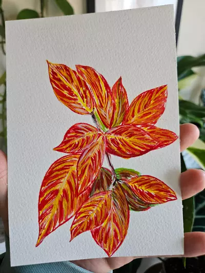 plant/Hoya sunrise watercolor 5x7 original-3-thumbnail