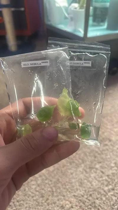 plant/TC Alocasia Nebula Green Gamble (Sellers Choice)-0-thumbnail