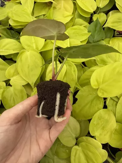 plant/Seed grown Anthurium Ace Of Spaces x Dressleri Starter Plant Growers Choice-3-thumbnail