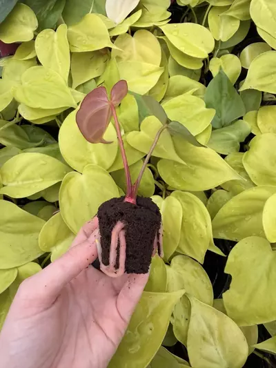 plant/Seed grown Anthurium Crystallinum Dark Form x Michelle Starter Growers Choice-1-thumbnail