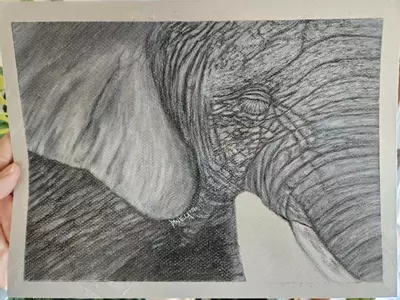 plant/Elephant in charcoal original-3-thumbnail