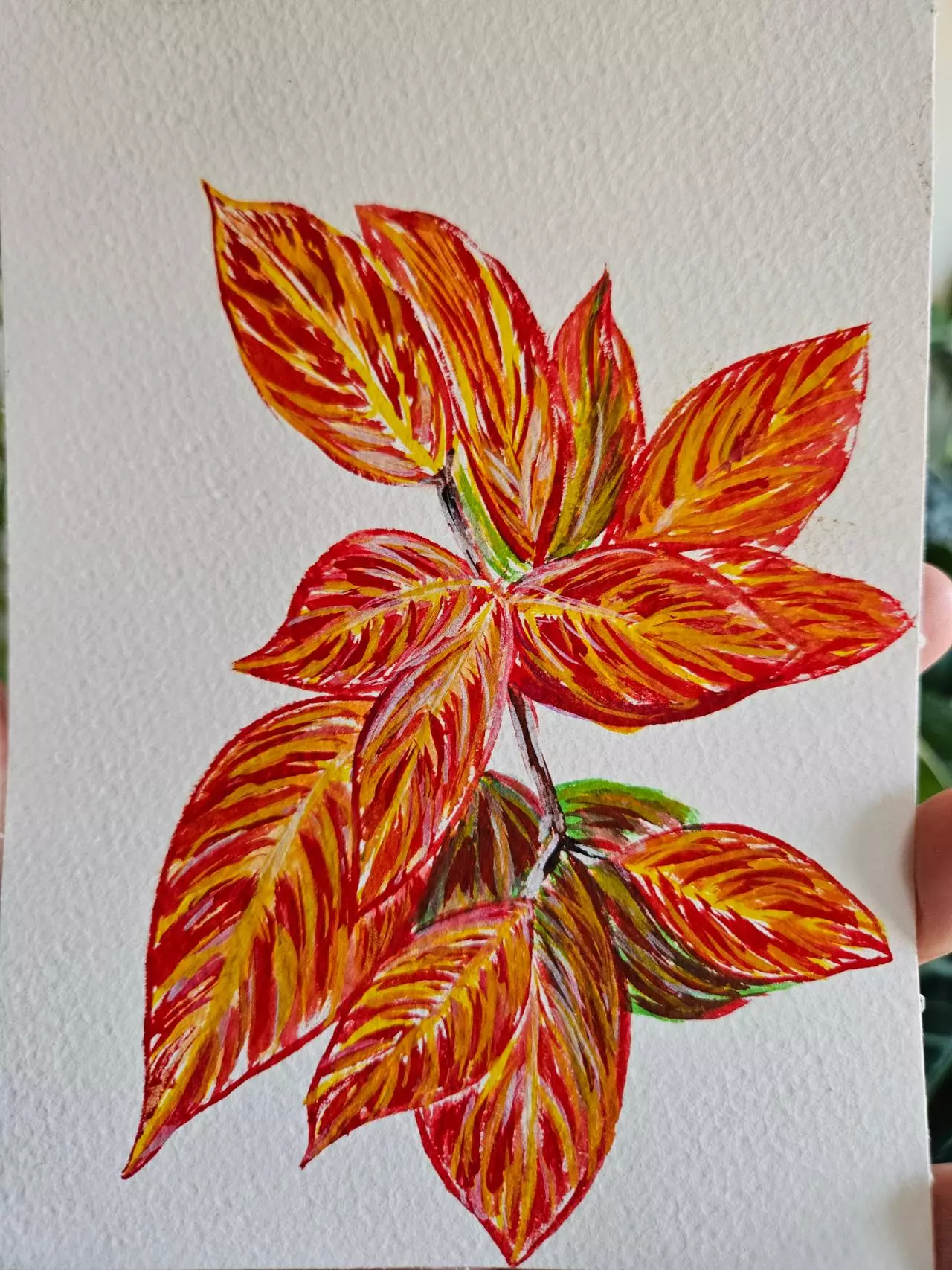plant/Hoya sunrise watercolor 5x7 original-1