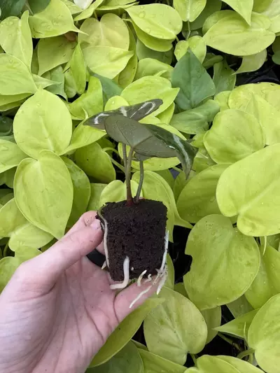 plant/Seed grown Anthurium Red Crystallinum x Carla Starter Plant Growers Choice-4-thumbnail