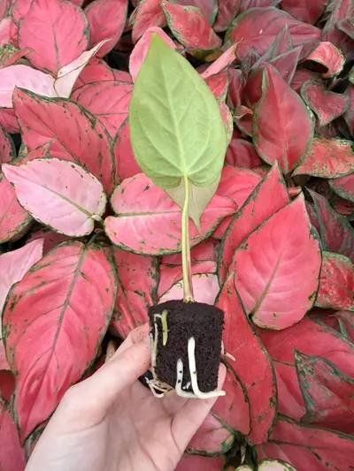 plant/Seed grown Anthurium Venom x Xone Starter Plant Growers Choice-4-thumbnail