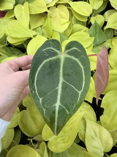 plant/Seed grown Anthurium Crystallinum Dark Form x Michelle Starter Growers Choice-0-thumbnail