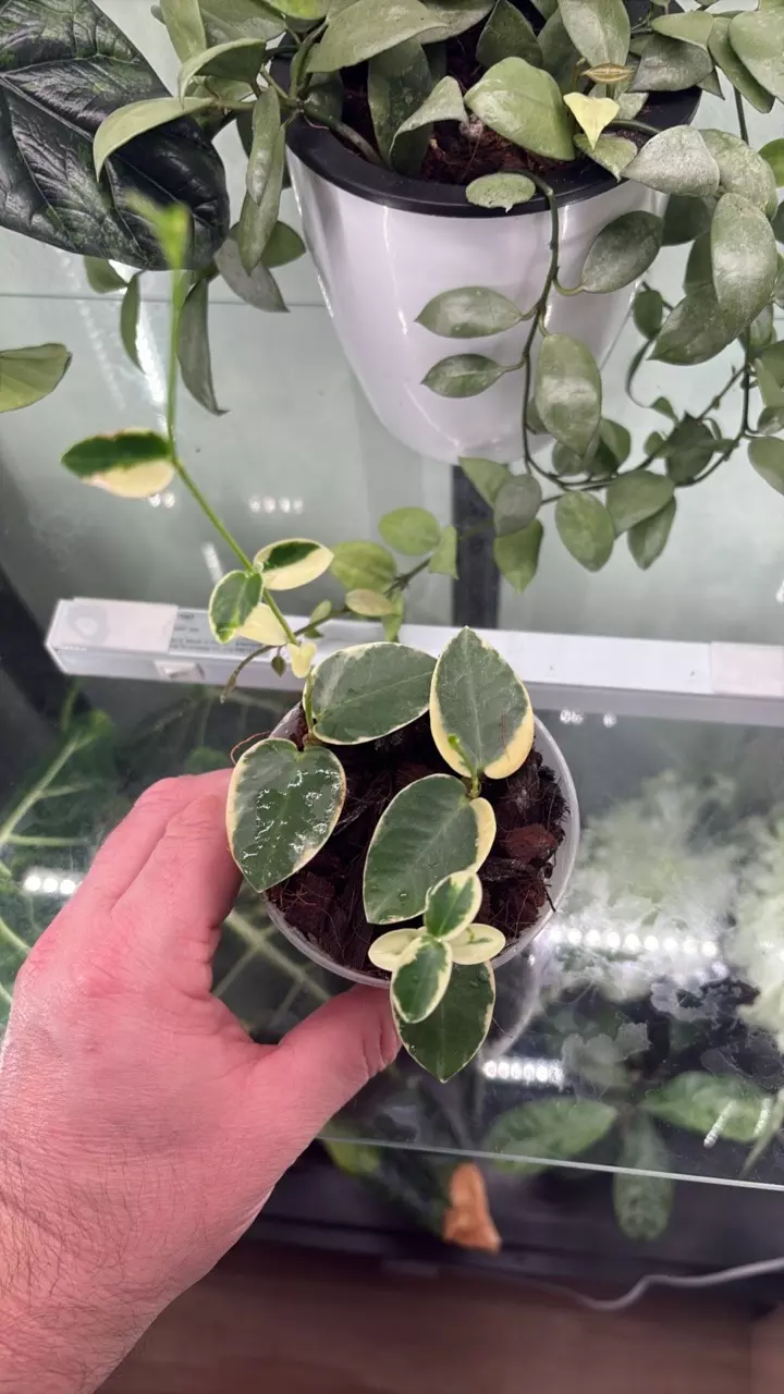 plant/Hoya Cumingiana Albo 1296-0