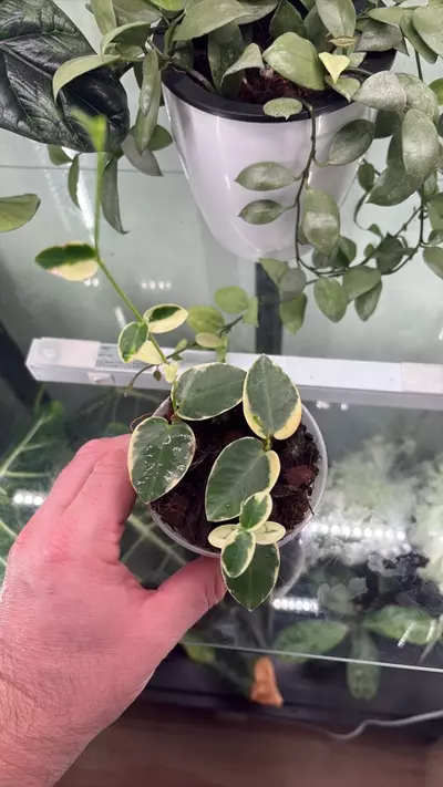 plant/Hoya Cumingiana Albo 1296-0-thumbnail