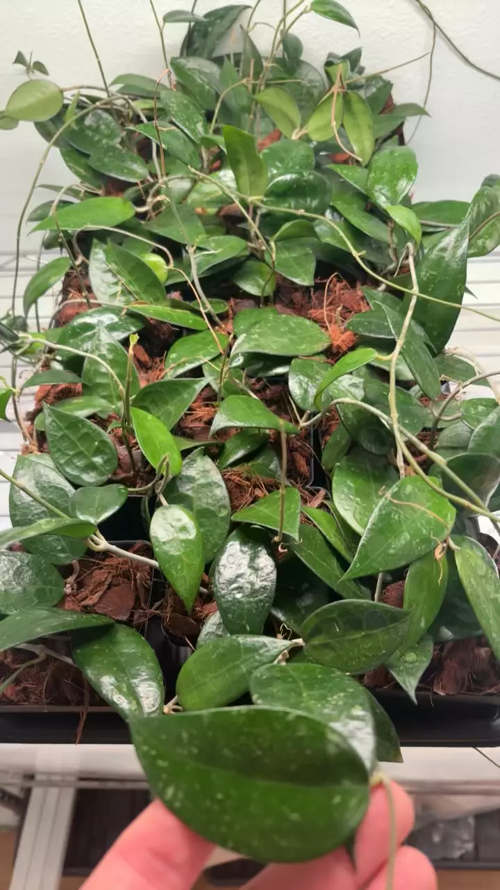 plant/Hoya Parasitica Black Margin-2
