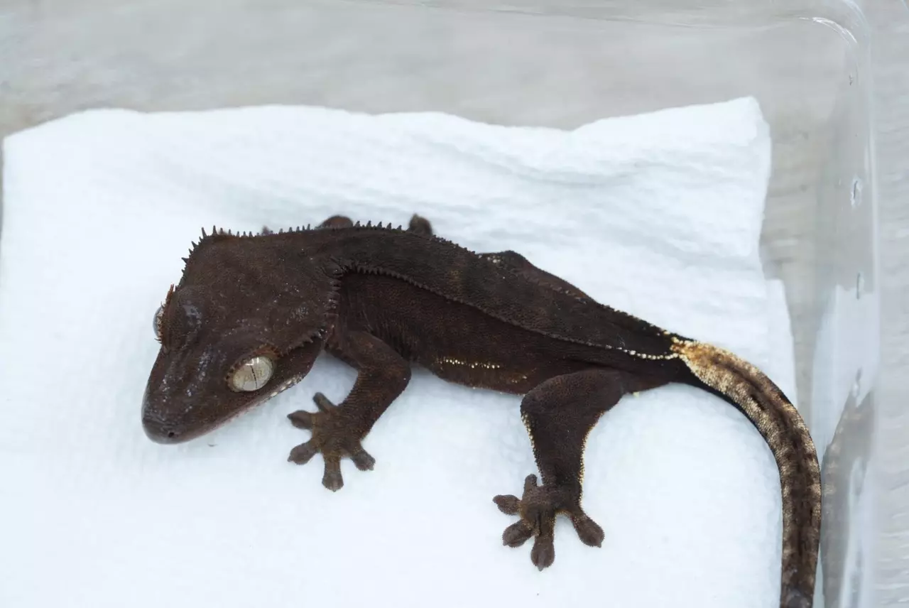 plant/Ps161 male dark phantom (Alfred/roxbury)-1