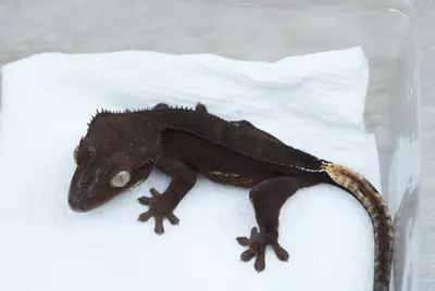 plant/Ps161 male dark phantom (Alfred/roxbury)-1-thumbnail