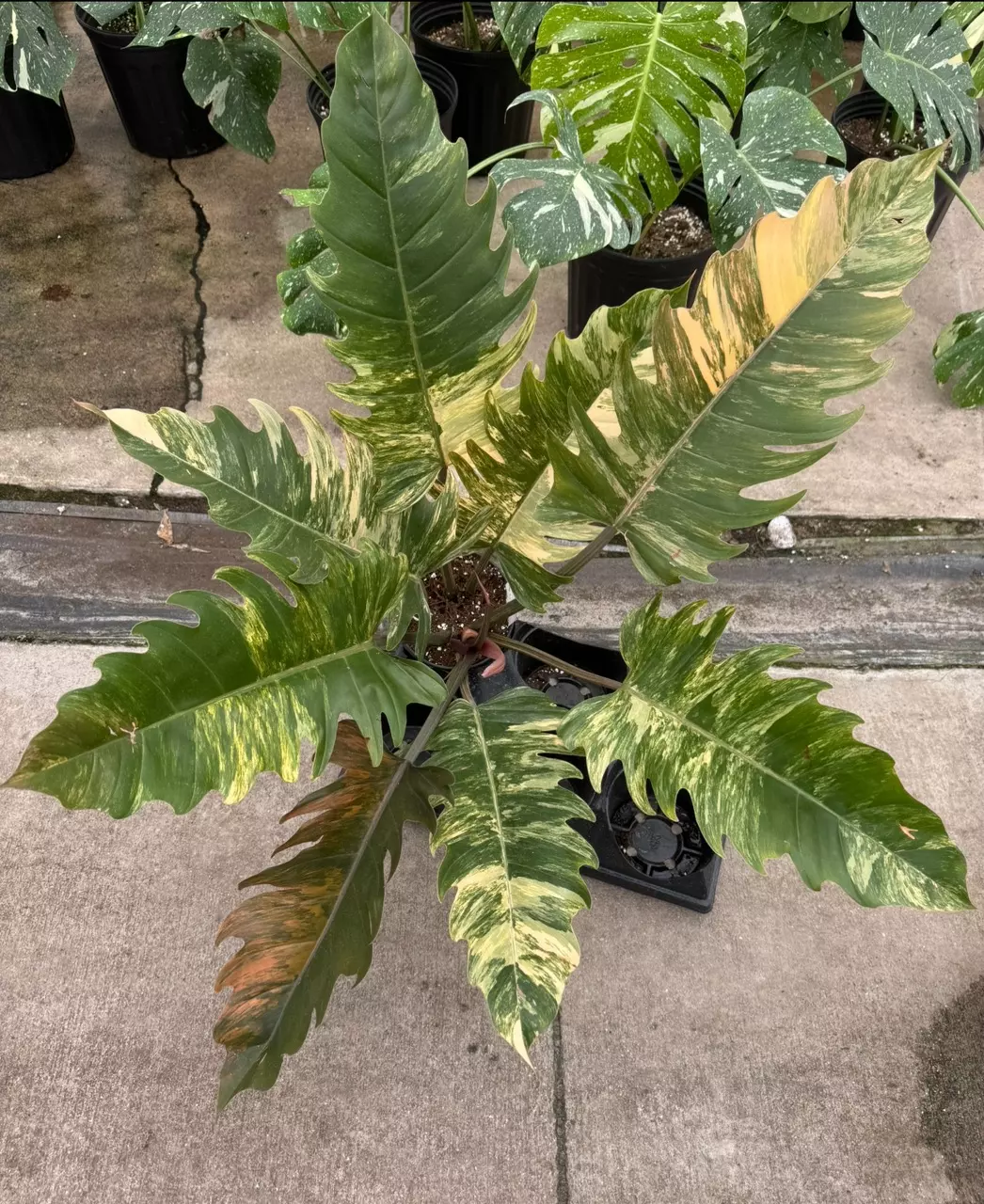 plant/Philo caramel marble TC 1 pack growers choice-0