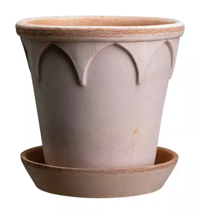 plant/SPECIAL ORDER: Bergs Elizabeth raw Rosa 9.8”-0-thumbnail