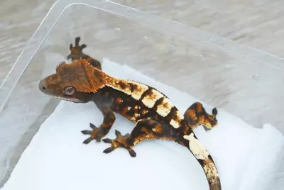 plant/Ps165 male sable tri-1-thumbnail