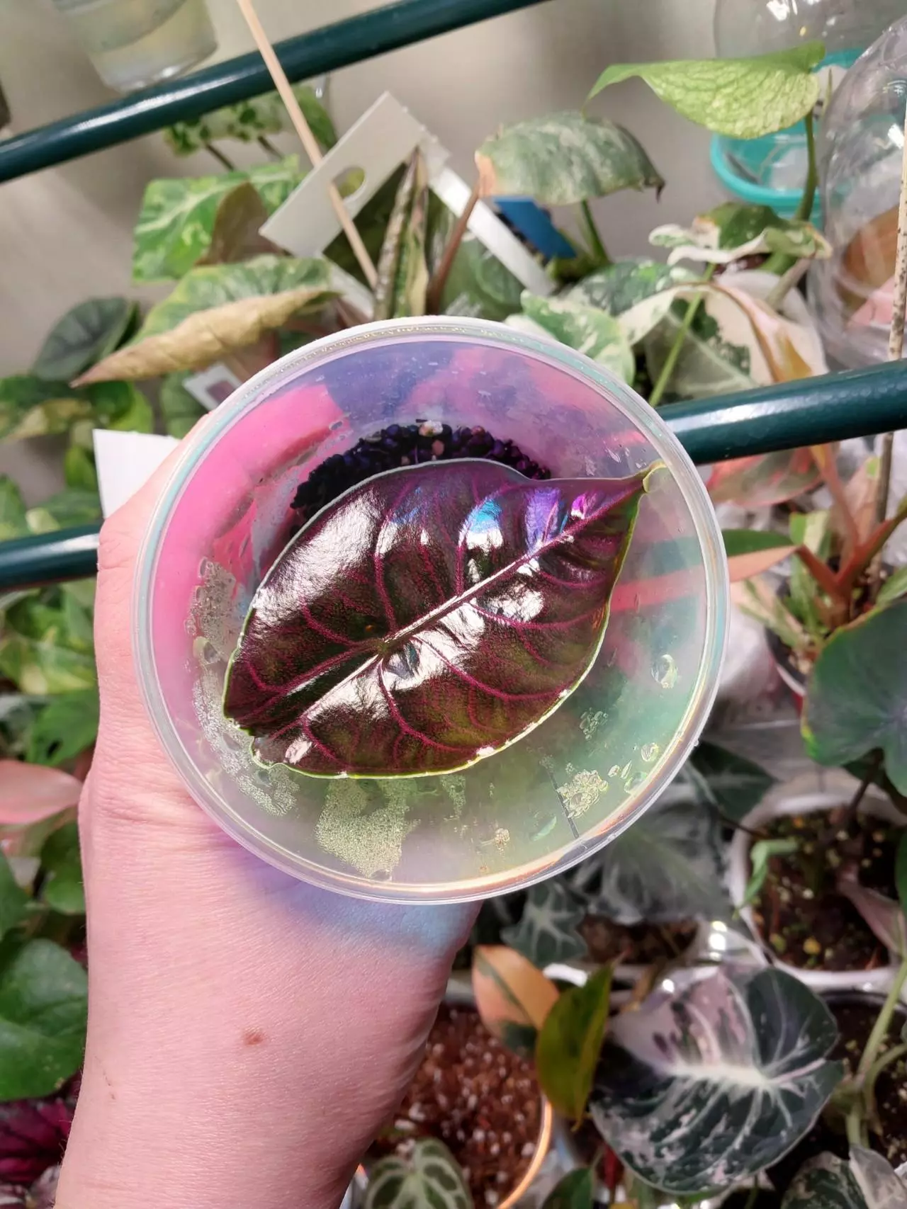 plant/Alocasia pink mint azlanii low color-0