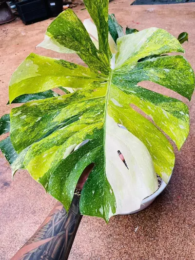 plant/Mon miracle/tricolor TC 1 pack growers choice-0-thumbnail