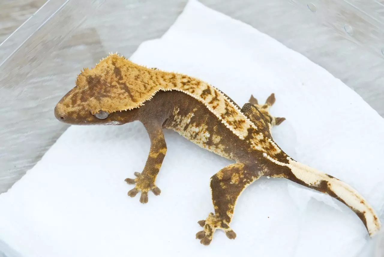 plant/Ps 172 100% het axanthic npv-1