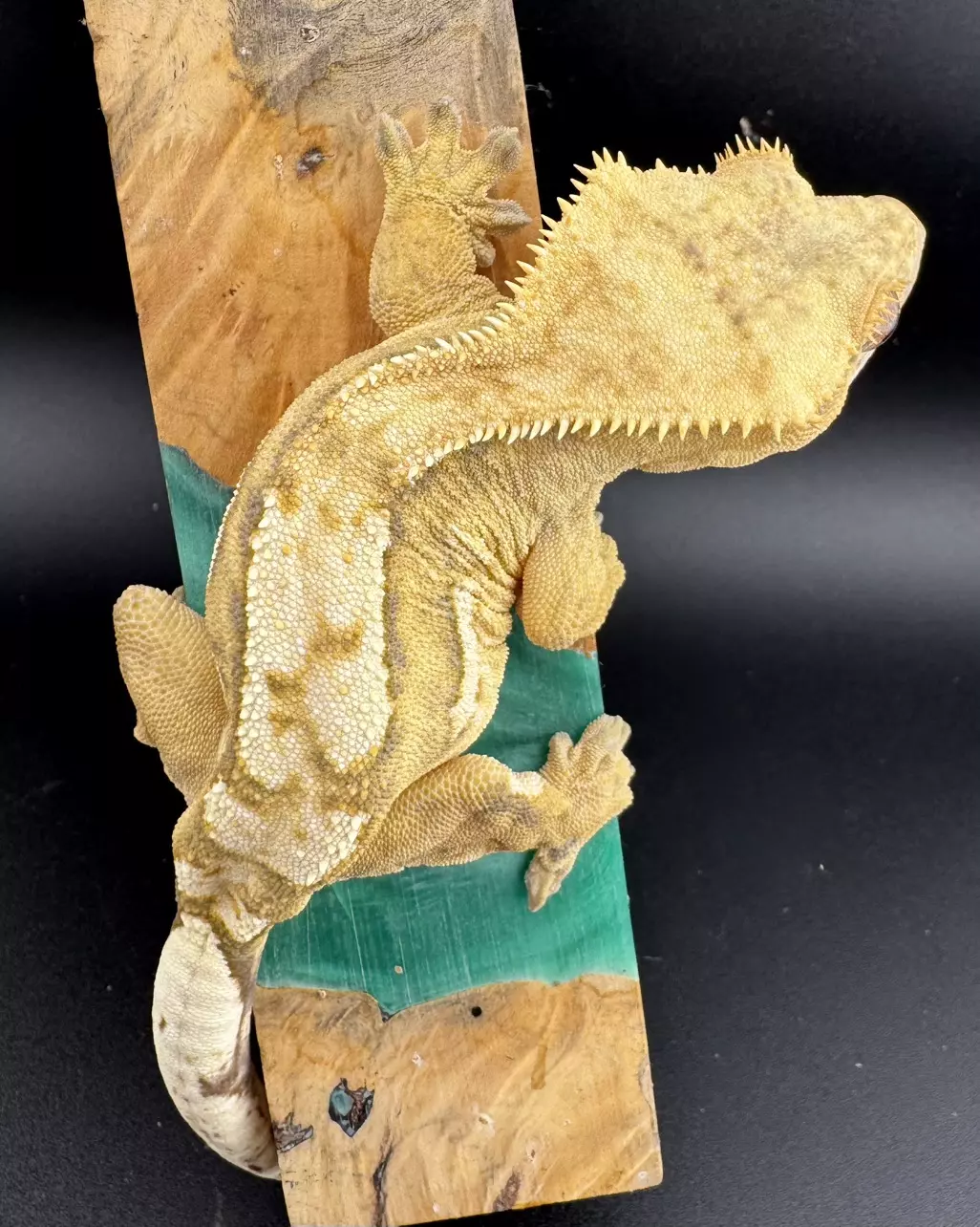 plant/36g Female Credted Gecko from Miami Art Gecko-0