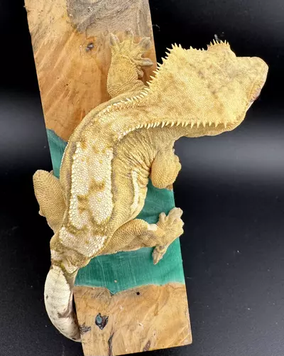 plant/36g Female Credted Gecko from Miami Art Gecko-0-thumbnail