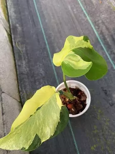 plant/Mon melancholy TC 1 pack growers choice-0-thumbnail