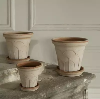 plant/SPECIAL ORDER: Bergs Fleur Raw Rosa 4.7”-1-thumbnail